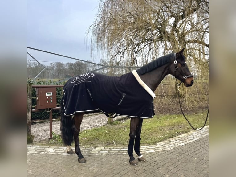 Hanovrien Hongre 4 Ans 172 cm Bai brun in Warmsen