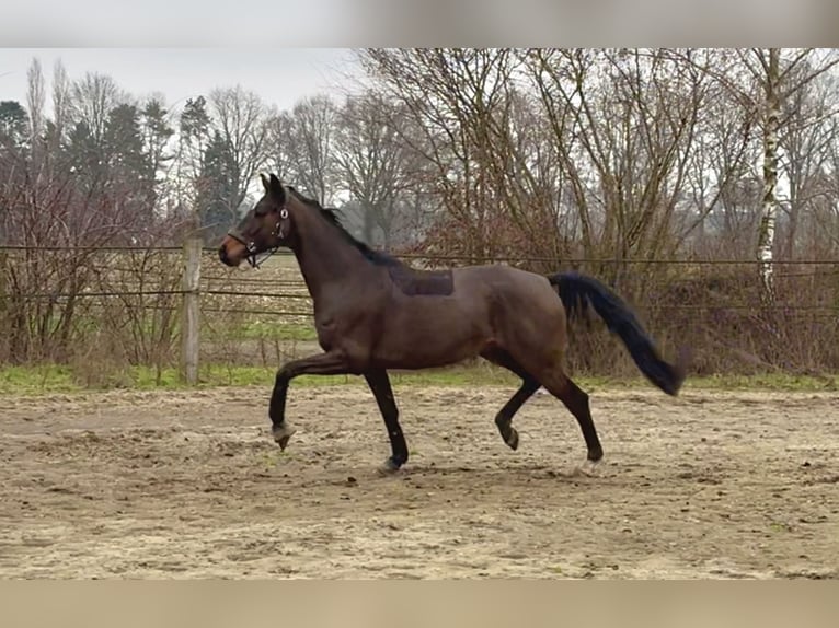 Hanovrien Hongre 4 Ans 172 cm Bai brun in Warmsen