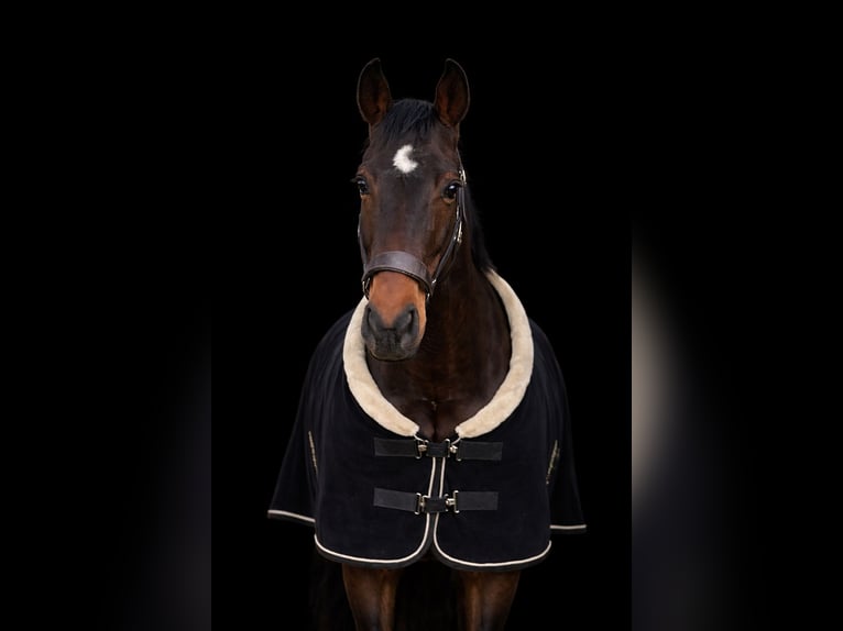 Hanovrien Hongre 4 Ans 172 cm Bai brun in Warmsen