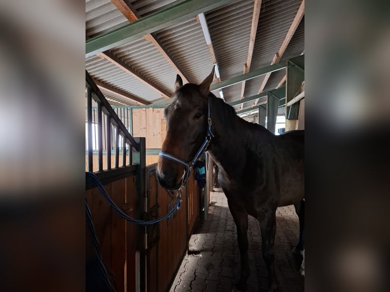 Hanovrien Hongre 4 Ans 172 cm Bai brun in Regenstauf