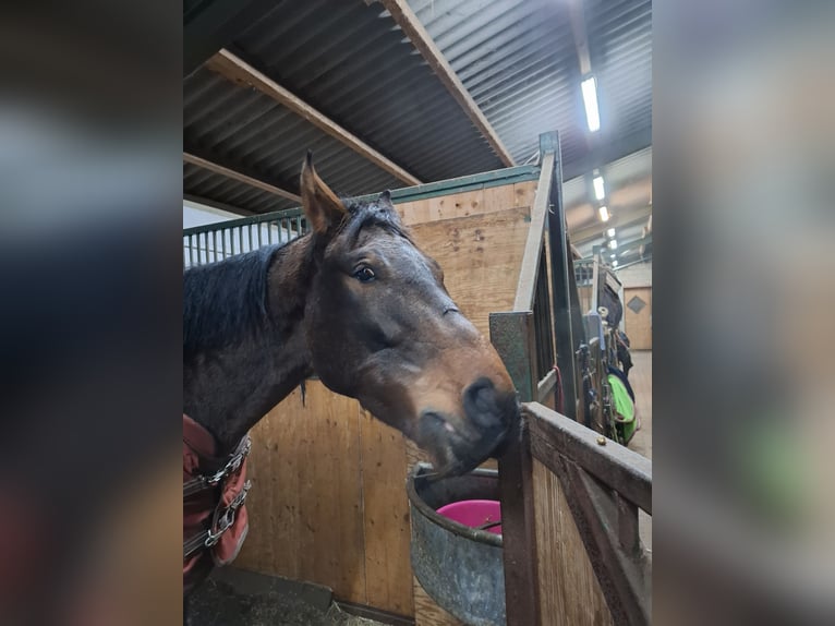 Hanovrien Hongre 4 Ans 172 cm Bai brun in Regenstauf