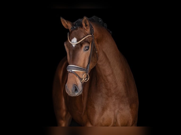 Hanovrien Hongre 4 Ans 172 cm Bai brun in Wehringen