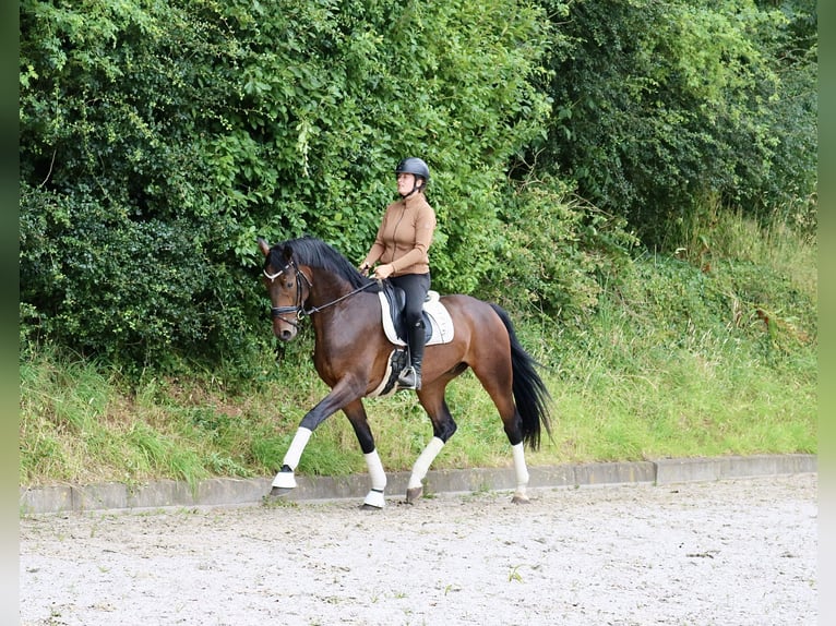 Hanovrien Hongre 4 Ans 172 cm Bai in Fürstenau