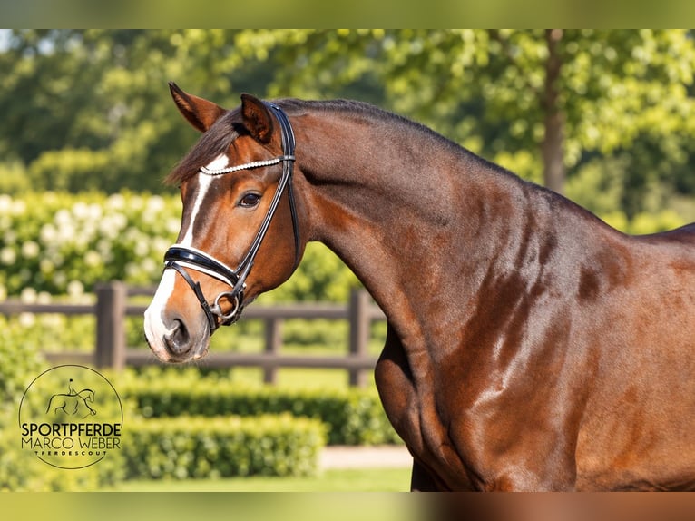 Hanovrien Hongre 4 Ans 172 cm Bai in Dötlingen