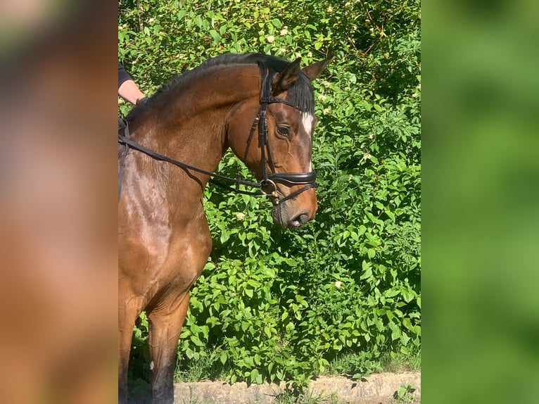Hanovrien Hongre 4 Ans 172 cm Bai in Hepstedt