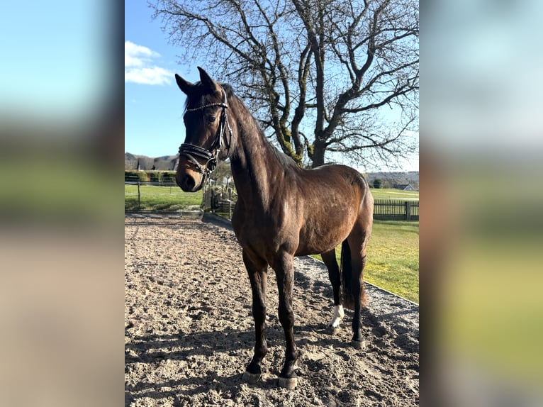 Hanovrien Hongre 4 Ans 172 cm Bai in Dransfeld