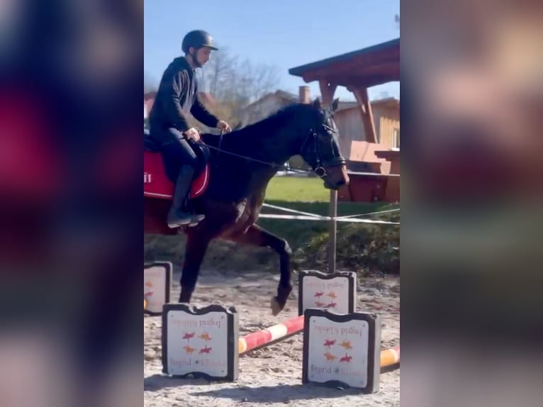 Hanovrien Hongre 4 Ans 172 cm Bai in Dransfeld