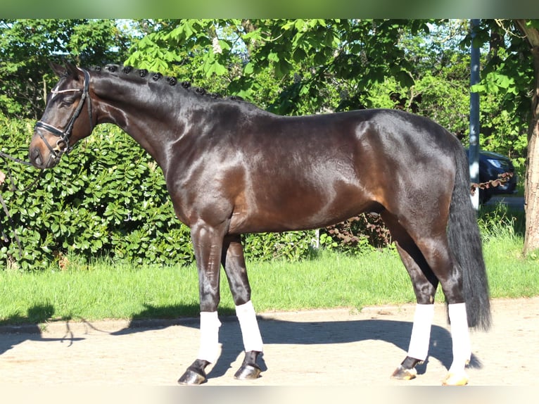 Hanovrien Hongre 4 Ans 172 cm Bai in Selsingen