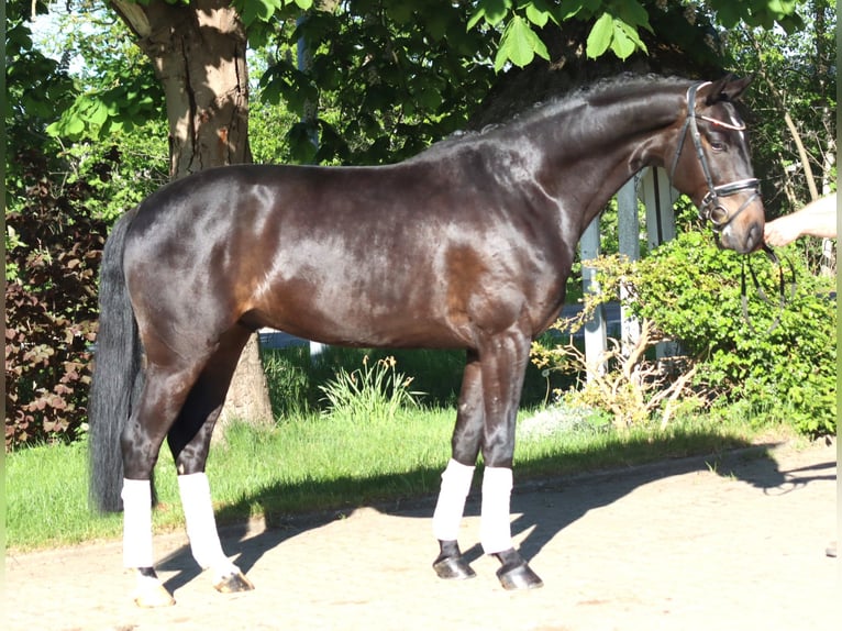 Hanovrien Hongre 4 Ans 172 cm Bai in Selsingen