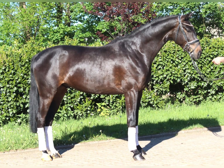 Hanovrien Hongre 4 Ans 172 cm Bai in Selsingen