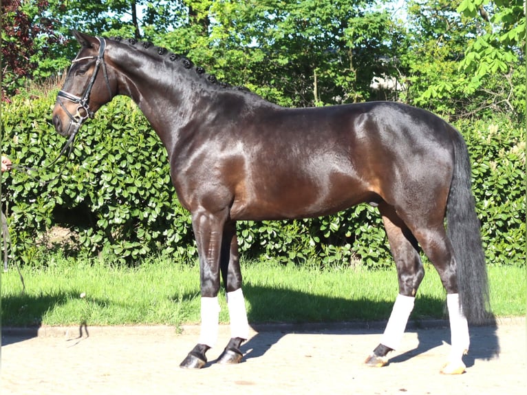 Hanovrien Hongre 4 Ans 172 cm Bai in Selsingen