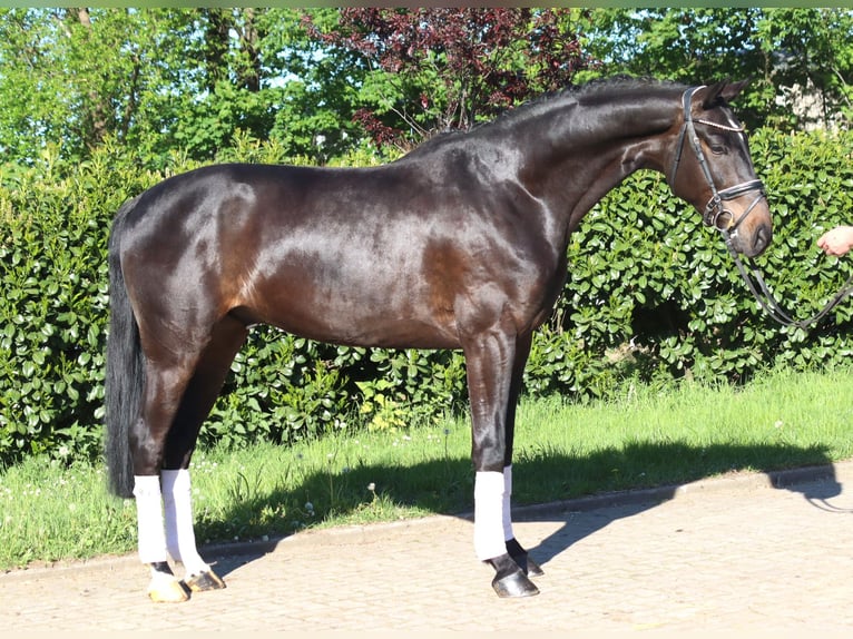 Hanovrien Hongre 4 Ans 172 cm Bai in Selsingen