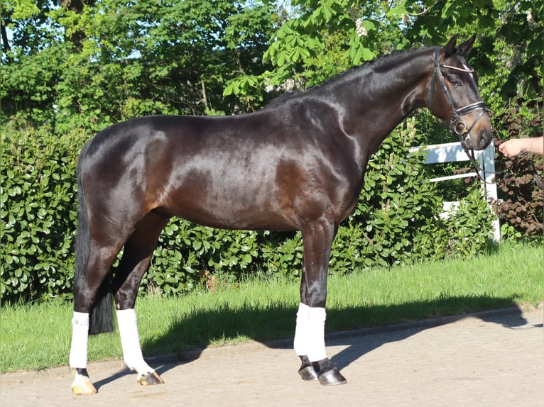 Hanovrien Hongre 4 Ans 172 cm Bai in Selsingen