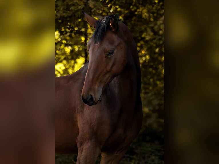 Hanovrien Hongre 4 Ans 172 cm Bai in GeroldsgrünGeroldsgrün