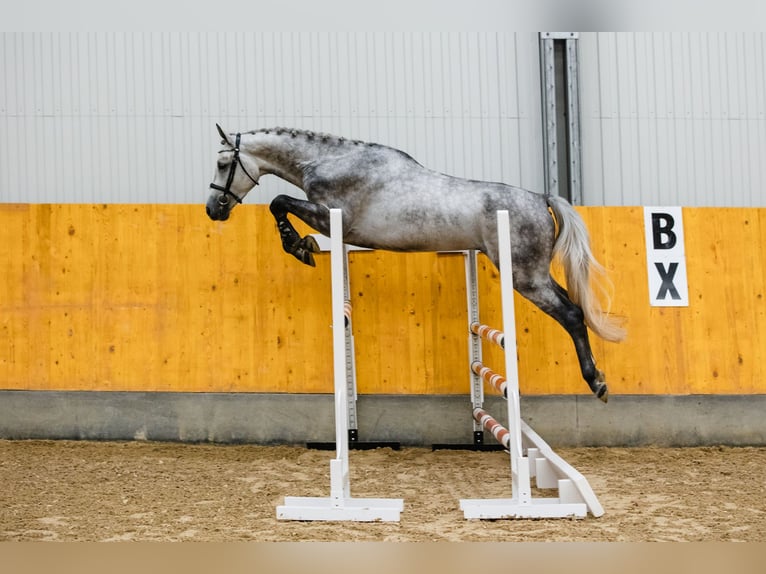 Hanovrien Hongre 4 Ans 172 cm Gris in DUSZNIKI