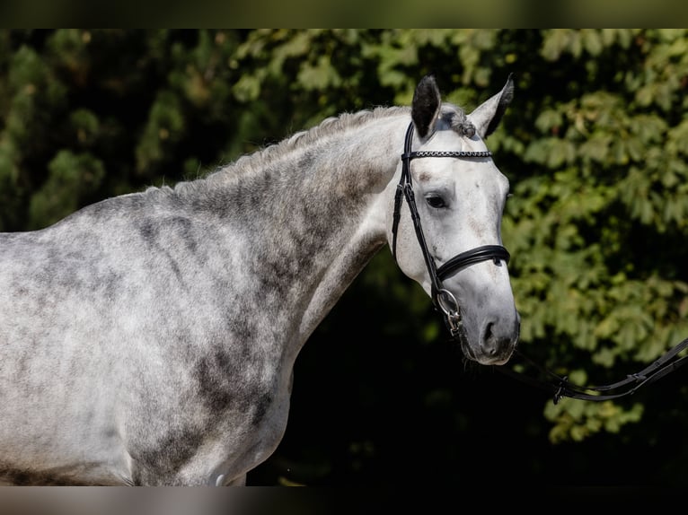 Hanovrien Hongre 4 Ans 172 cm Gris in DUSZNIKI