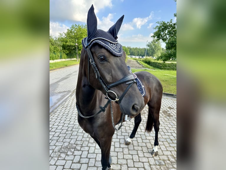 Hanovrien Hongre 4 Ans 172 cm Noir in Braunsbedra