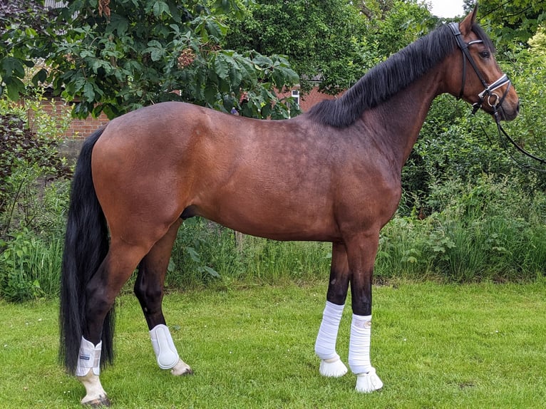 Hanovrien Hongre 4 Ans 173 cm Bai brun in Cuxhaven