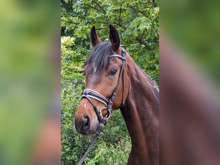 Hanovrien Hongre 4 Ans 173 cm Bai brun in Cuxhaven