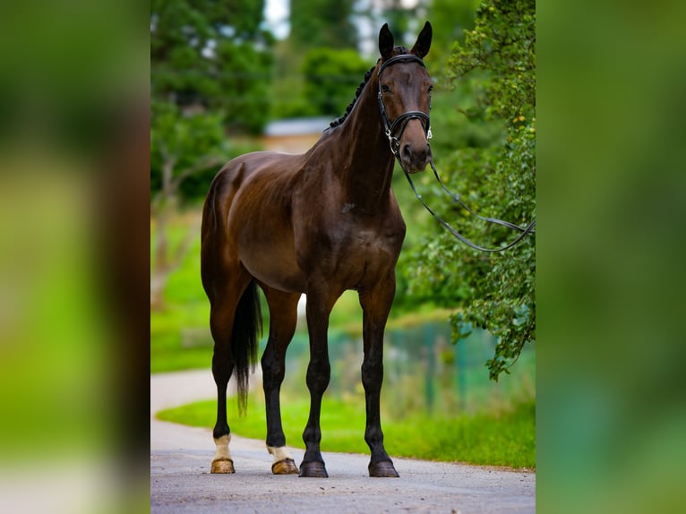 Hanovrien Hongre 4 Ans 173 cm Bai brun foncé in ittre