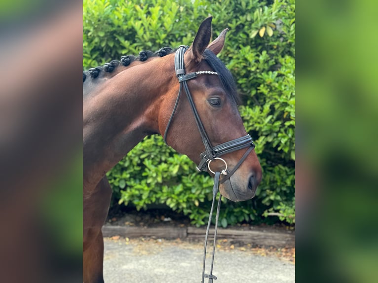 Hanovrien Hongre 4 Ans 173 cm Bai in K&#xF6;ln