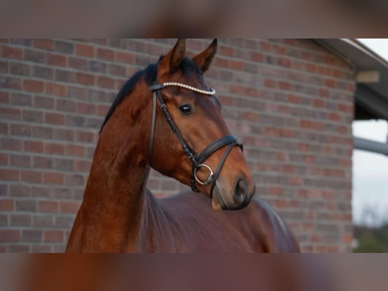 Hanovrien Hongre 4 Ans 173 cm Bai in WürselenWürselen