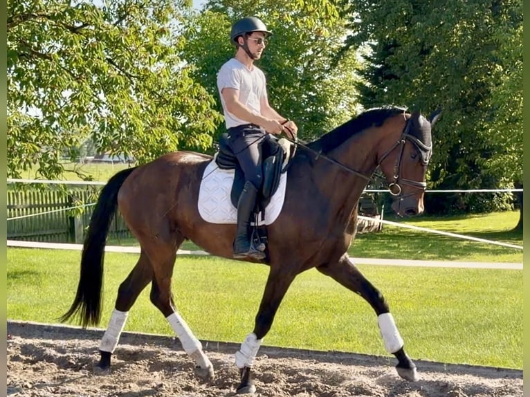Hanovrien Hongre 4 Ans 173 cm Bai in Dransfeld