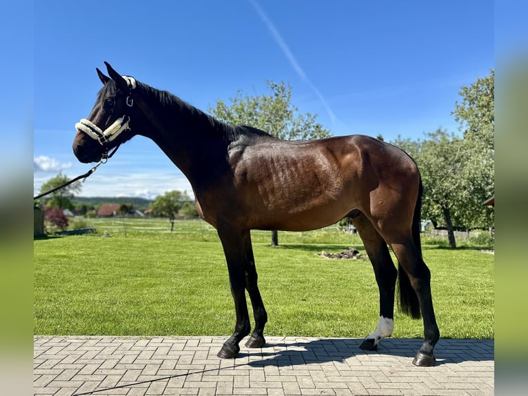 Hanovrien Hongre 4 Ans 173 cm Bai in Dransfeld