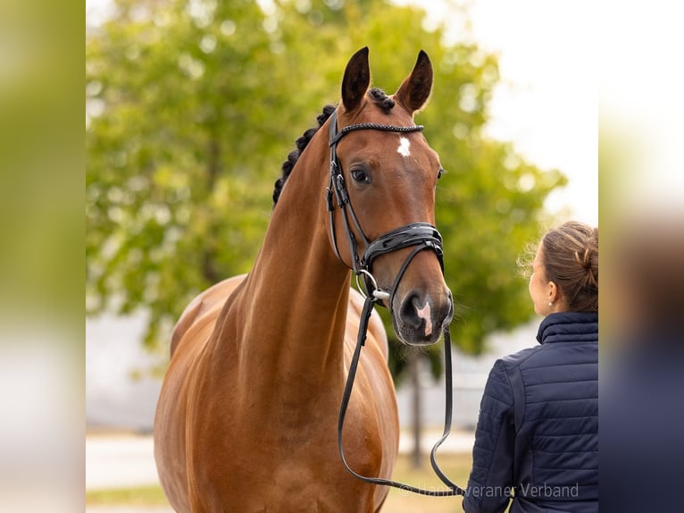 Hanovrien Hongre 4 Ans 173 cm Bai in Verden