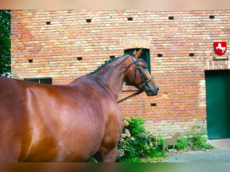 Hanovrien Hongre 4 Ans 173 cm Bai in Versmold