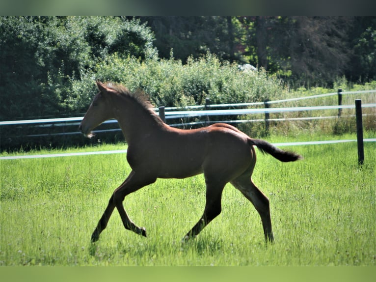 Hanovrien Hongre 4 Ans 173 cm Bai in Versmold