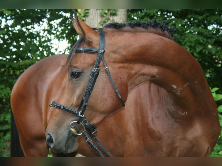 Hanovrien Hongre 4 Ans 173 cm Bai in Versmold