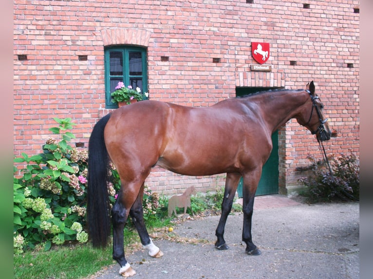 Hanovrien Hongre 4 Ans 173 cm Bai in Versmold
