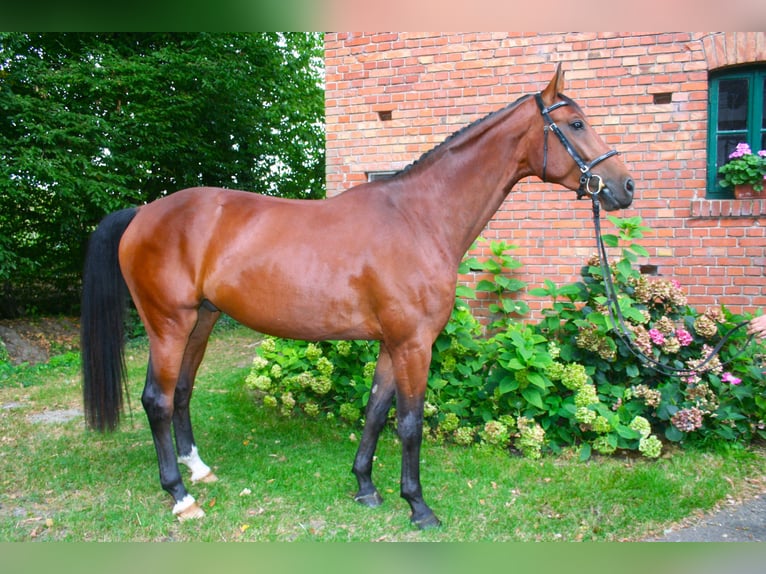 Hanovrien Hongre 4 Ans 173 cm Bai in Versmold