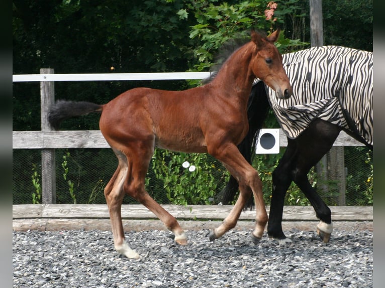 Hanovrien Hongre 4 Ans 173 cm Bai in Versmold
