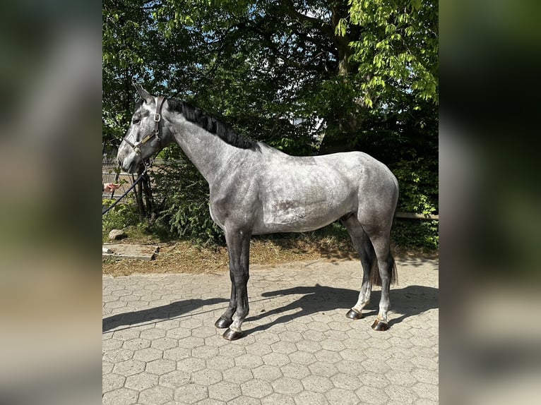 Hanovrien Hongre 4 Ans 173 cm Gris in Stuhr