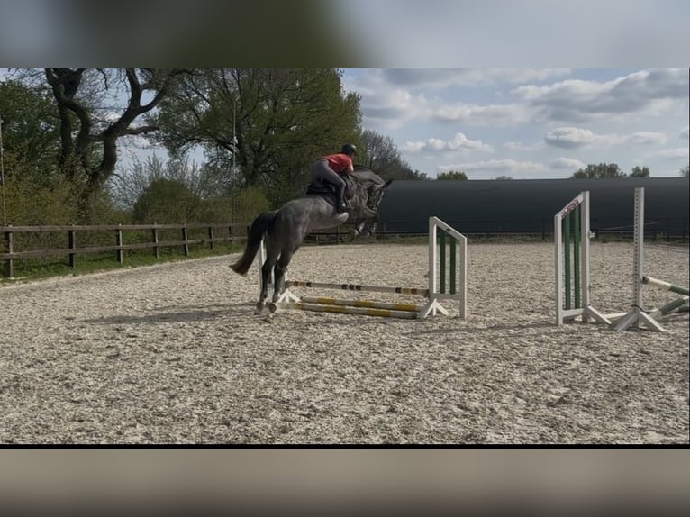 Hanovrien Hongre 4 Ans 173 cm Gris in Stuhr