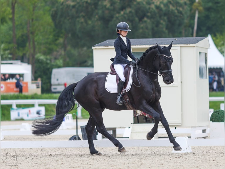 Hanovrien Hongre 4 Ans 173 cm Noir in Chantilly