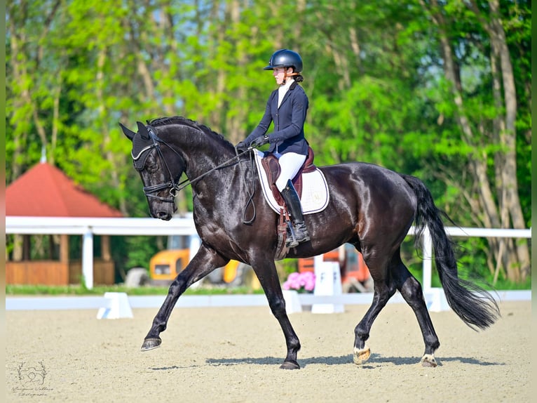 Hanovrien Hongre 4 Ans 173 cm Noir in Chantilly
