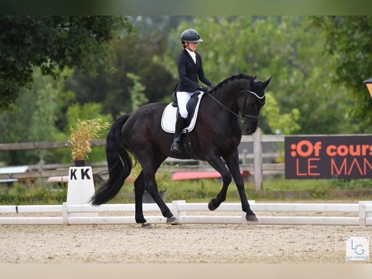 Hanovrien Hongre 4 Ans 173 cm Noir in Chantilly