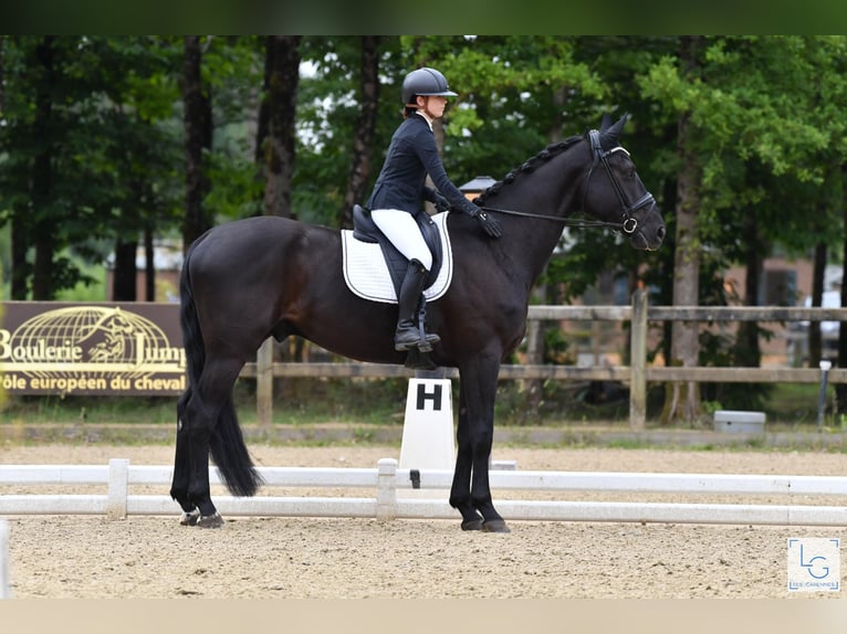 Hanovrien Hongre 4 Ans 173 cm Noir in Chantilly