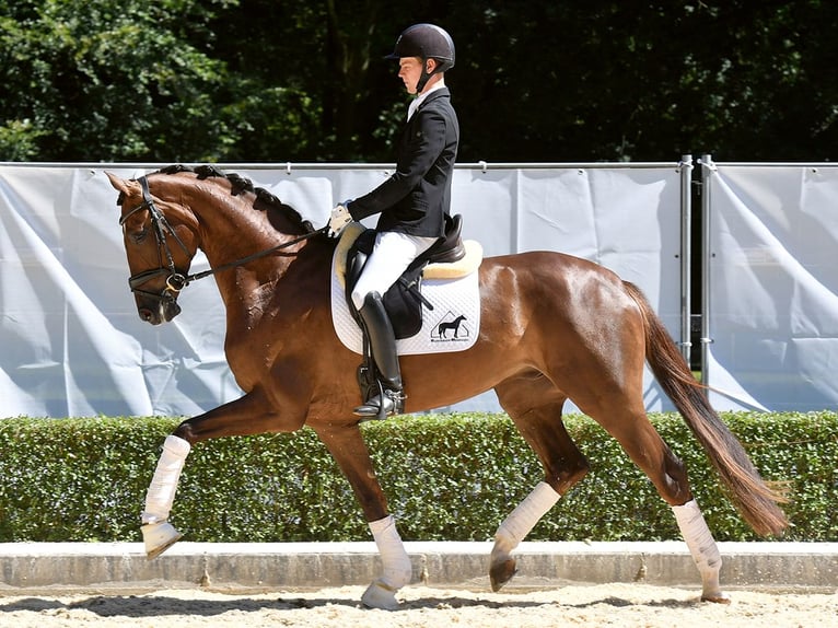 Hanovrien Hongre 4 Ans 174 cm Alezan brûlé in Bad Bevensen