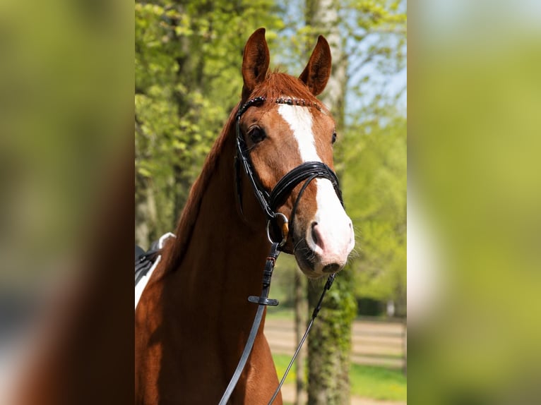 Hanovrien Hongre 4 Ans 174 cm Alezan in Fürstenau