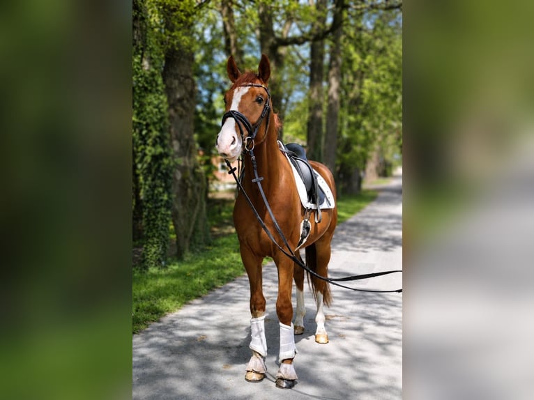 Hanovrien Hongre 4 Ans 174 cm Alezan in Fürstenau