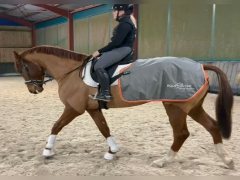 Hanovrien Hongre 4 Ans 174 cm Alezan in Saarbrücken