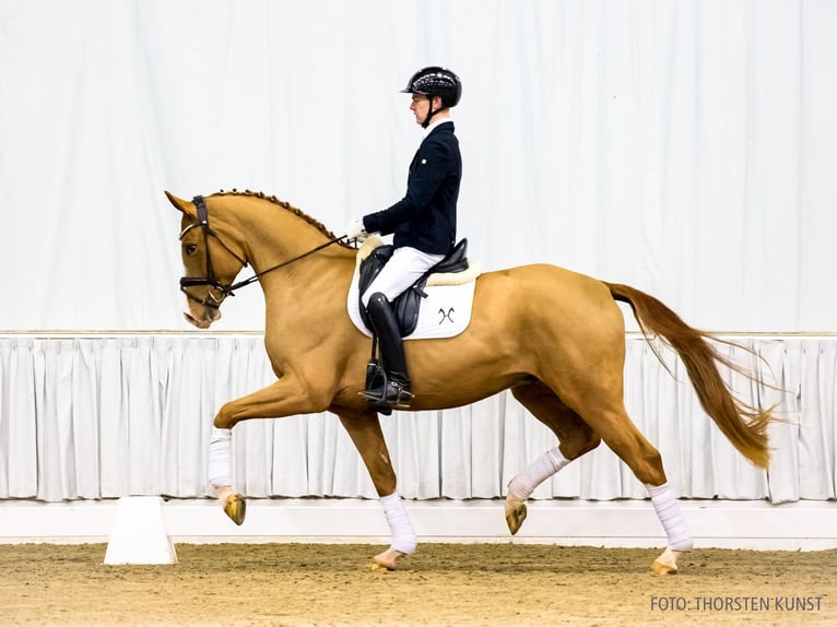 Hanovrien Hongre 4 Ans 174 cm Alezan in Verden