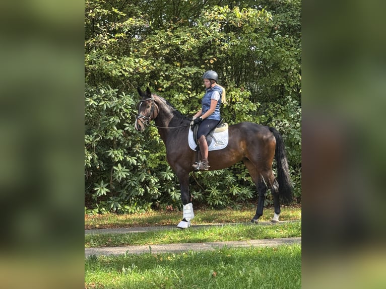 Hanovrien Hongre 4 Ans 174 cm Bai brun in Borstel