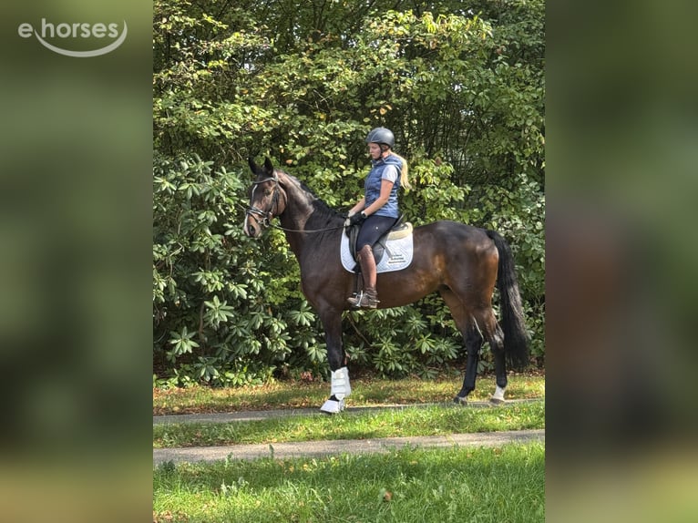 Hanovrien Hongre 4 Ans 174 cm Bai brun in Borstel