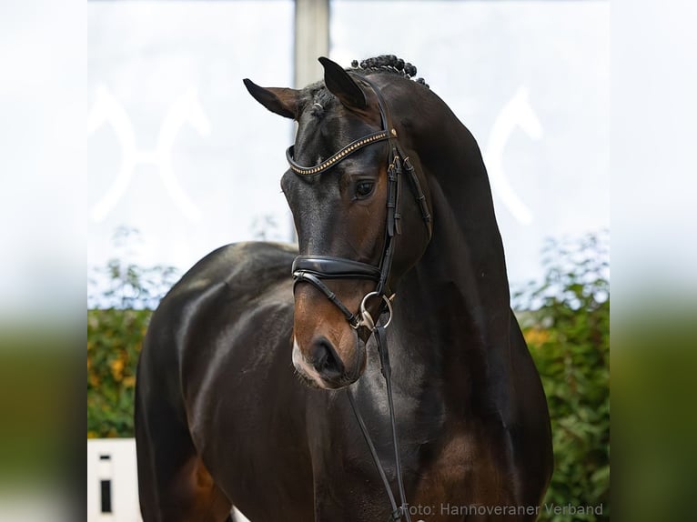 Hanovrien Hongre 4 Ans 174 cm Bai brun in Verden