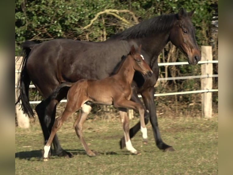 Hanovrien Hongre 4 Ans 174 cm Bai brun in Ratekau